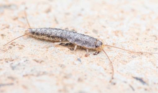SILVERFISH (LEPISMA SACCHARINA)