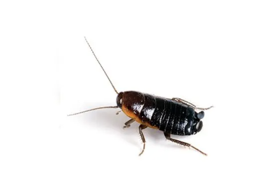 ORIENTAL COCKROACH (BLATTA ORIENTALIS)