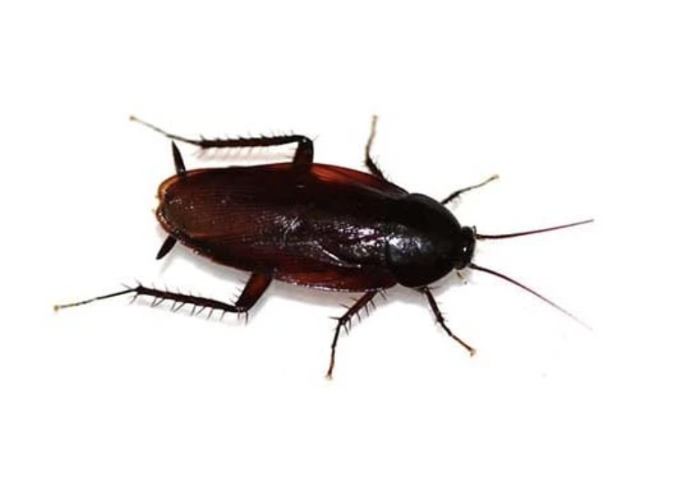 SMOKYBROWN COCKROACH