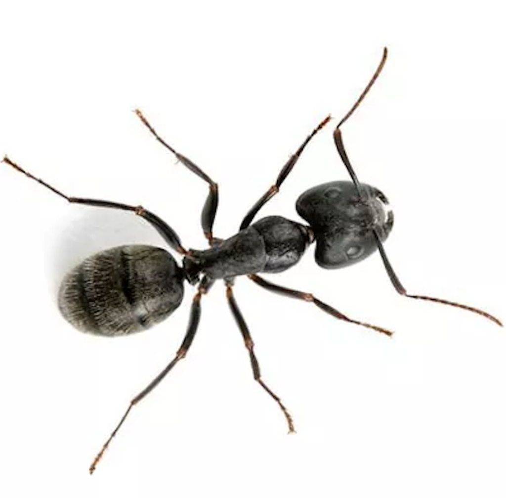 CARPENTER ANT