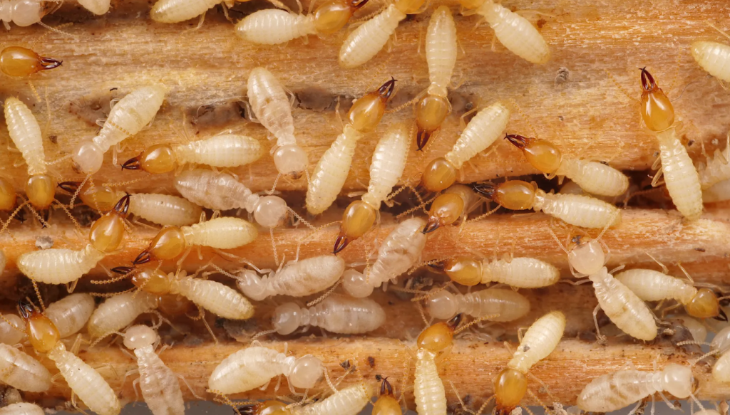 subterranean termites in Roanoke VA