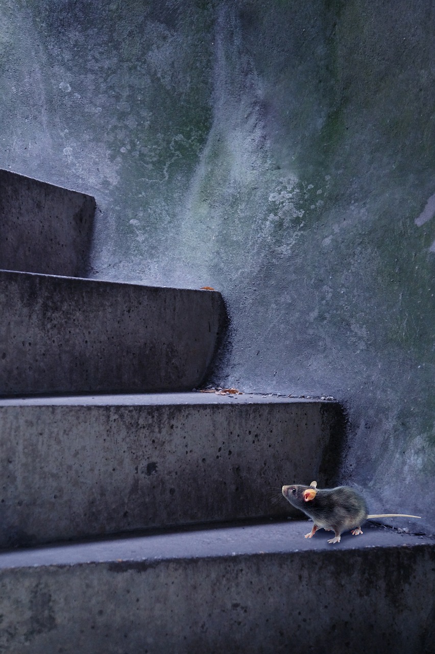 mouse, rat, animal, domestic animal, nature, rodent, pest, stairs, cute, wild