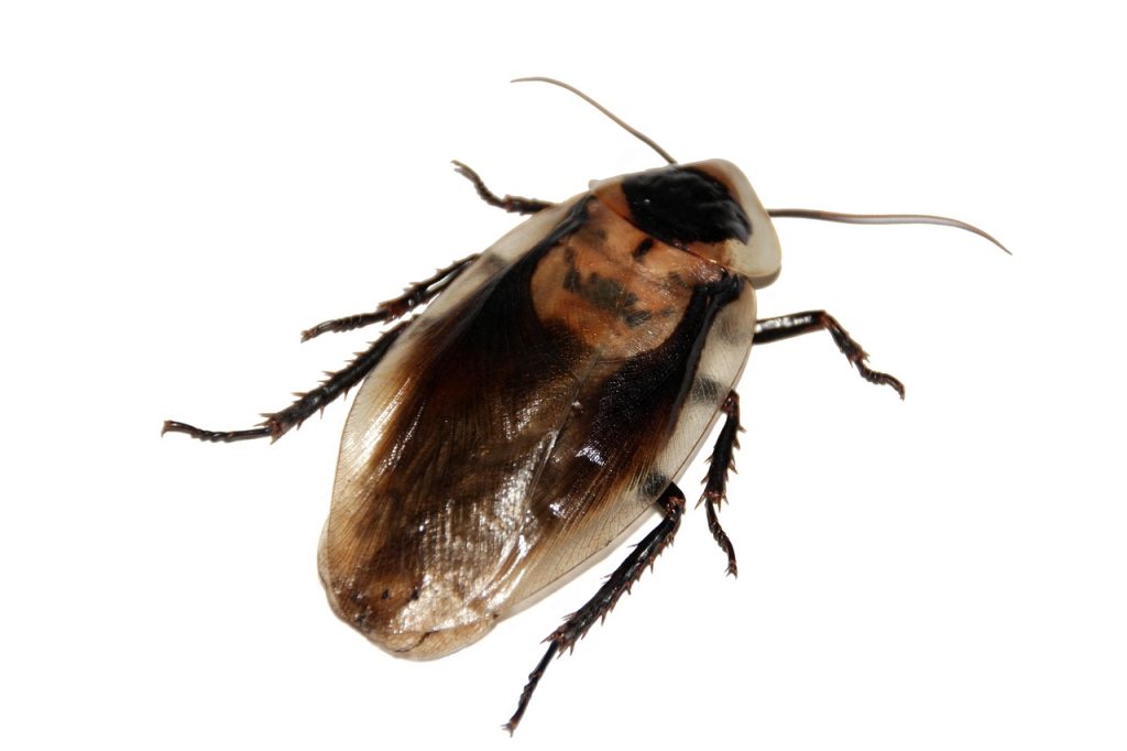 cockroach, insect, nature, imago, blaberus, pet, animal