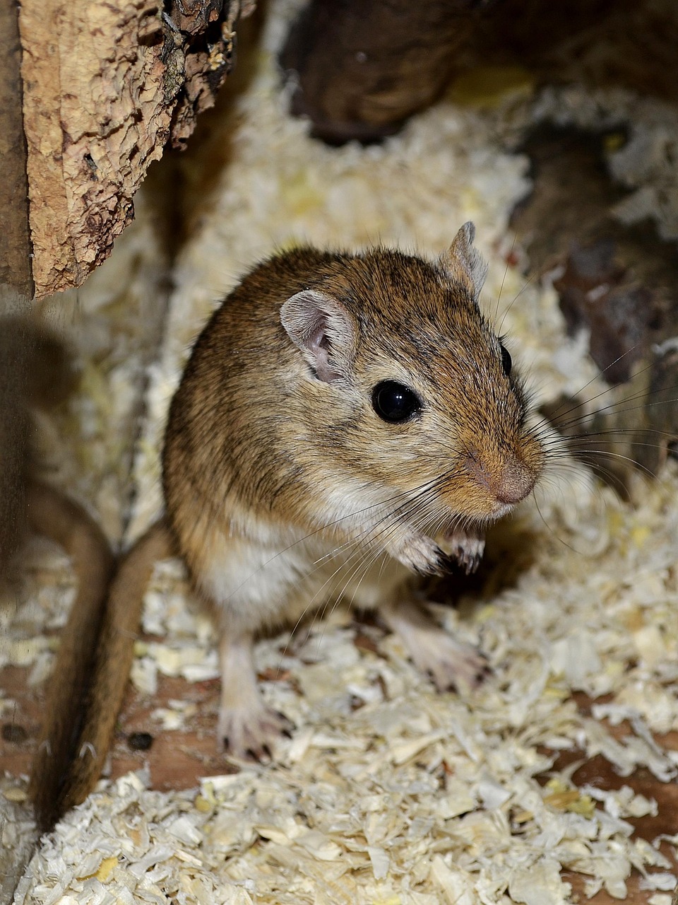 Mouse extermination Roanoke VA