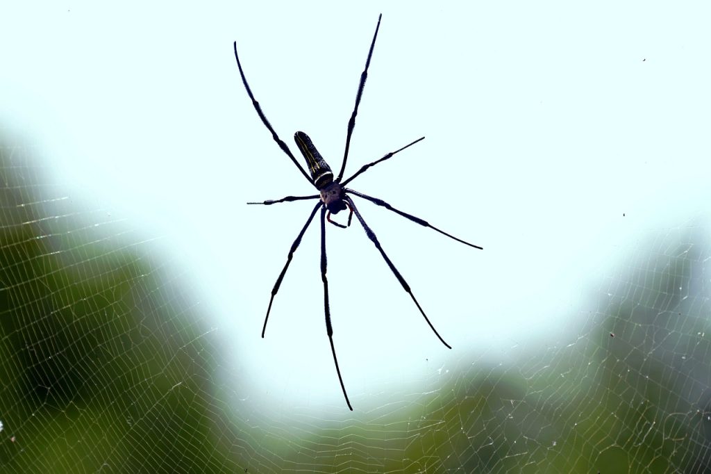 spider, arachnid, animal, cobweb, spiderweb, giant spider, wildlife, nature, spider, spider, spider, spider, spider, giant spider