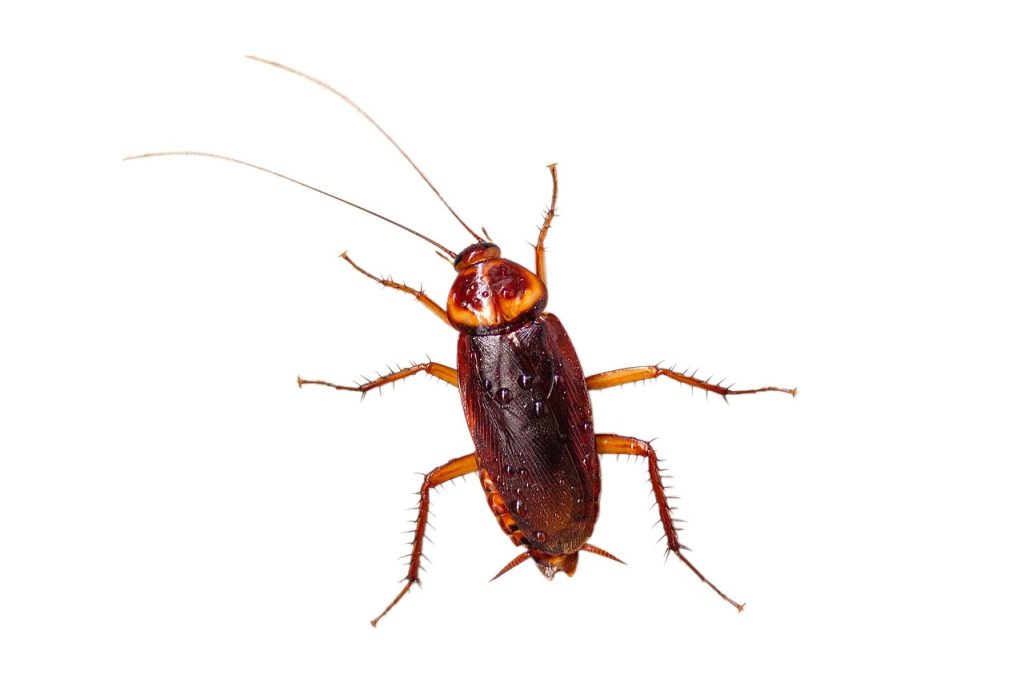 crawling, wings, bug, brown, dirt, cockroach, disease, pest, macro, dirty, close, insect, hygiene, white, roach, head, isolated, background, creature, creepy, creeping, urban, control, gross, disgusting, roach, roach, roach, roach, roach