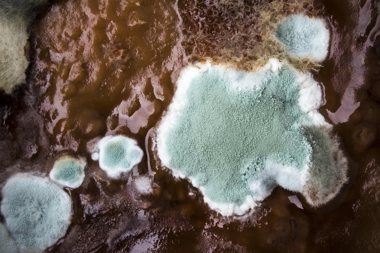 mould, harmful mold, structure, spores, mold, food, corrupted, health risk, turquoise, white, macro, close up, mould, mold, mold, mold, mold, mold