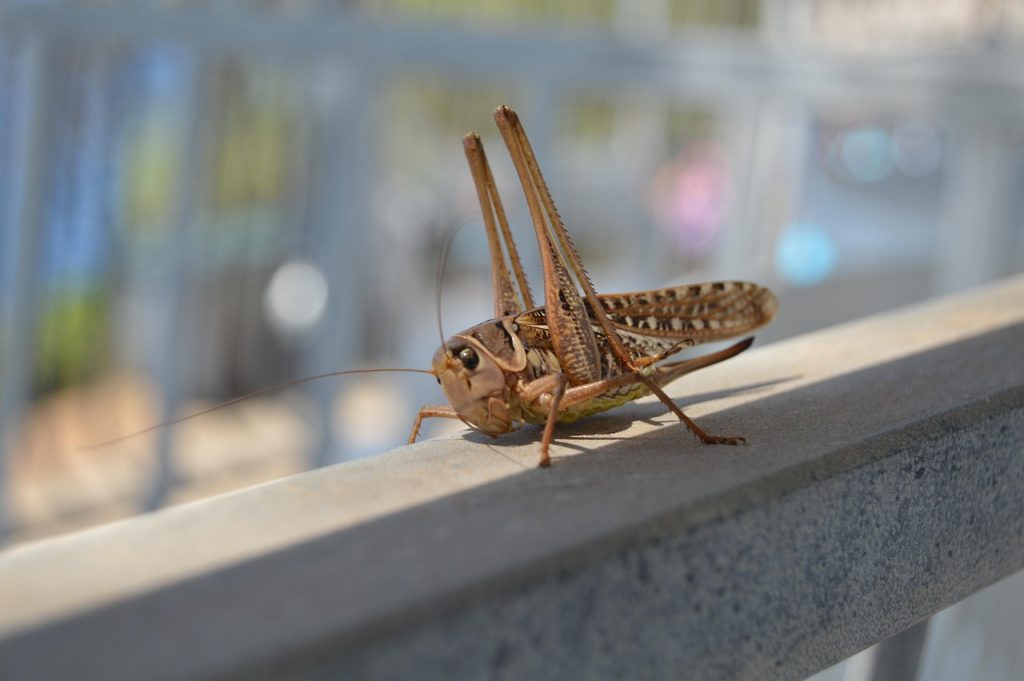 grasshopper, cricket, animals, caelifera, gryllidae, insect, close-up, cricket, caelifera, gryllidae, gryllidae, gryllidae, gryllidae, gryllidae