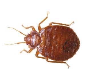 main bed bug cimex lectularius