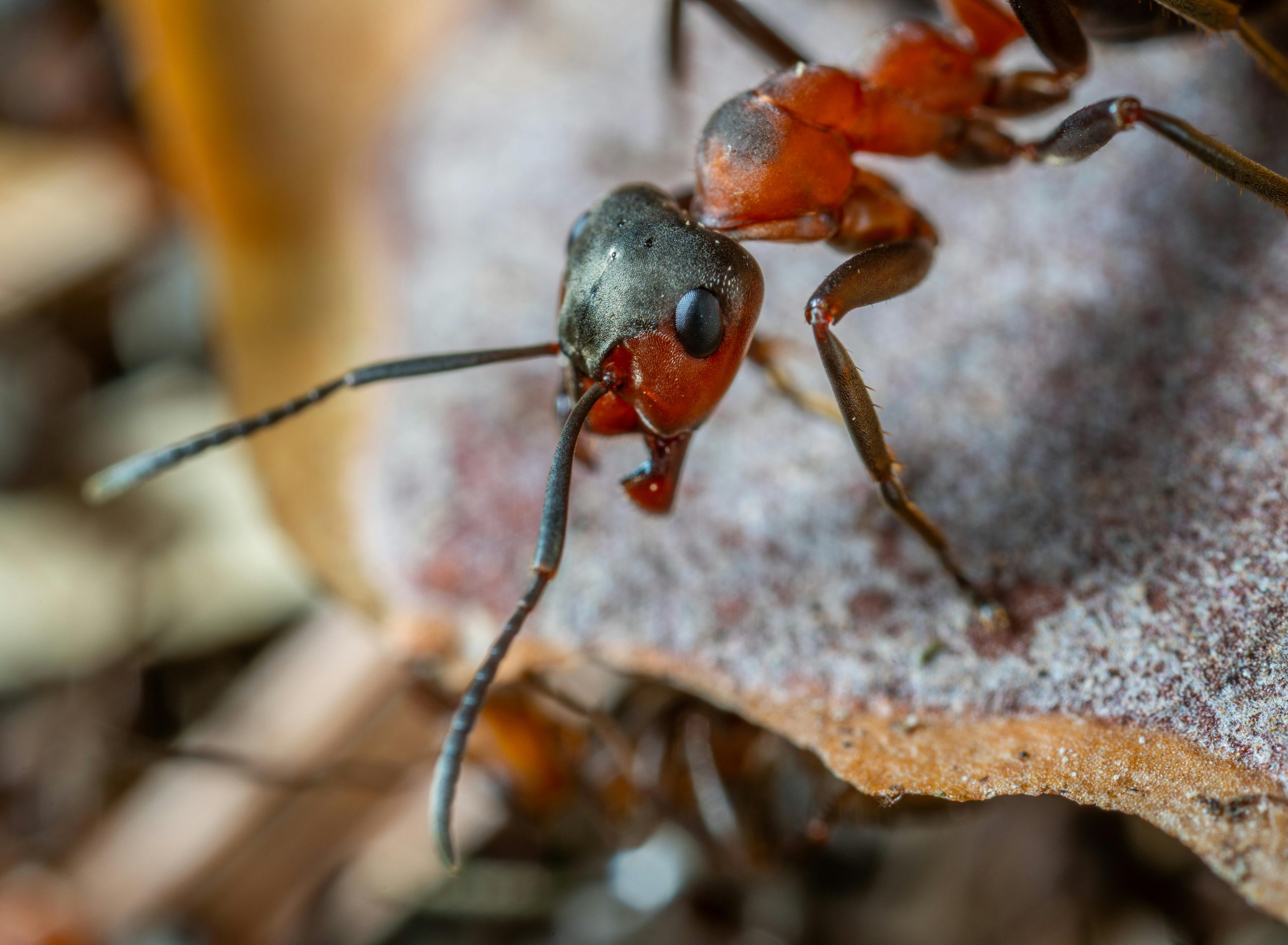 Detailed macro image of a red woodland ant with visible antennae on a natural surface.
