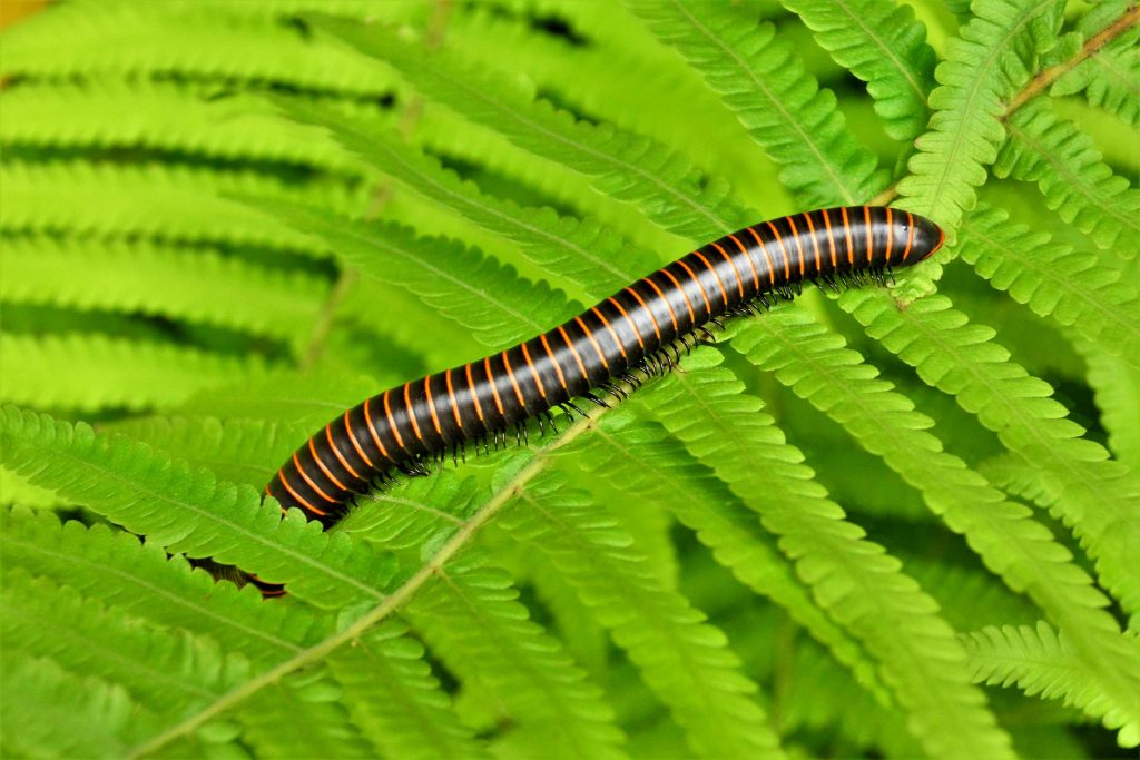 Close-up of a colorful millipede crawling on bright green fern leaves in a natural setting.