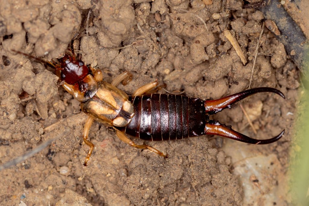 Close-up image of an earwig on soil showcasing its prominent pincers.
