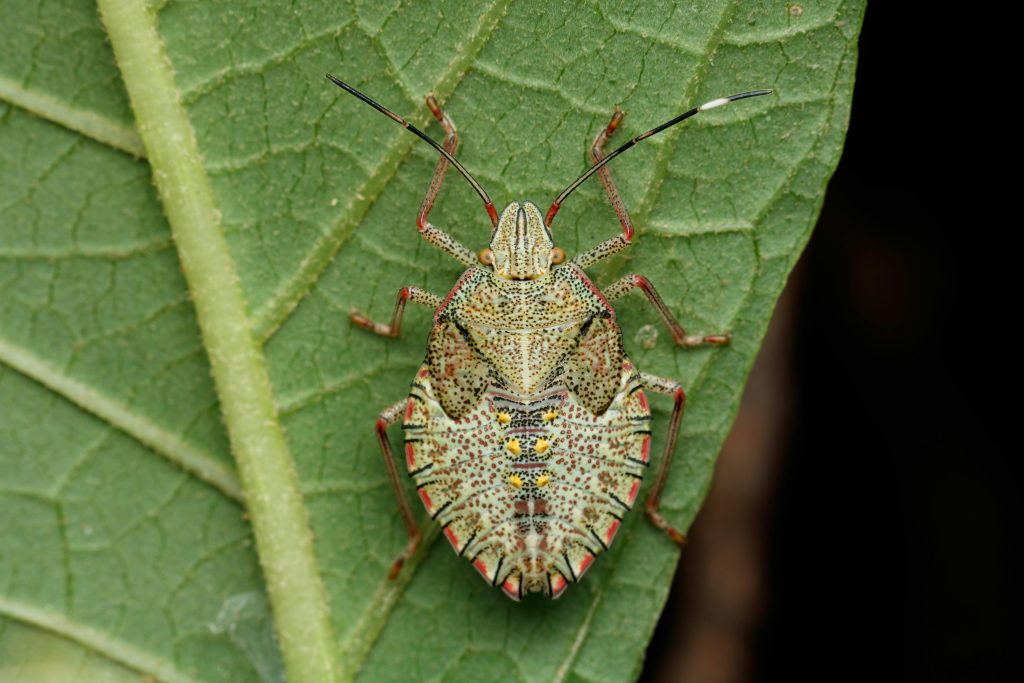 High-detail macro shot of a stink bug resting on a green leaf.