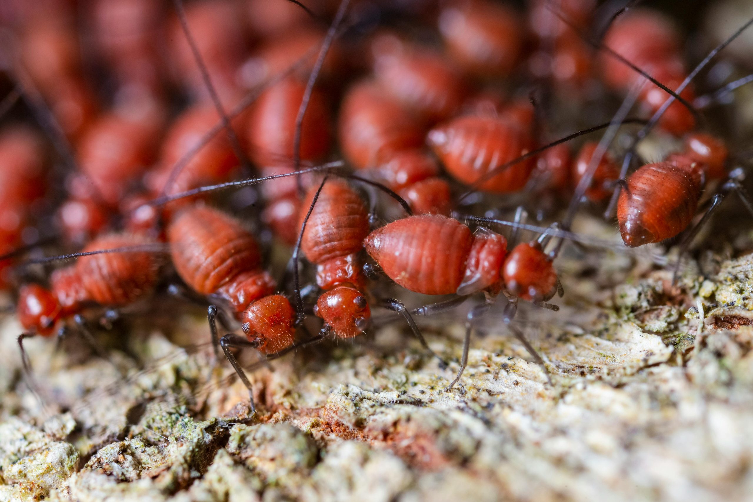 Termites on wood