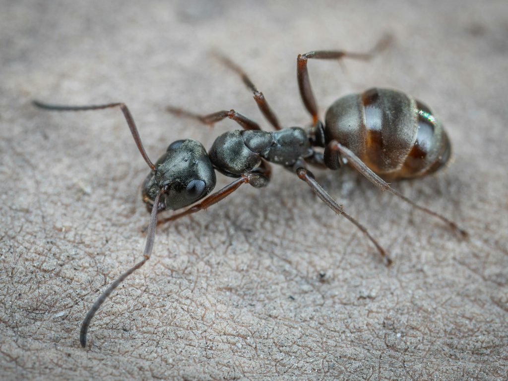 Detailed macro image of an ant showcasing its features on a rough, textured background.