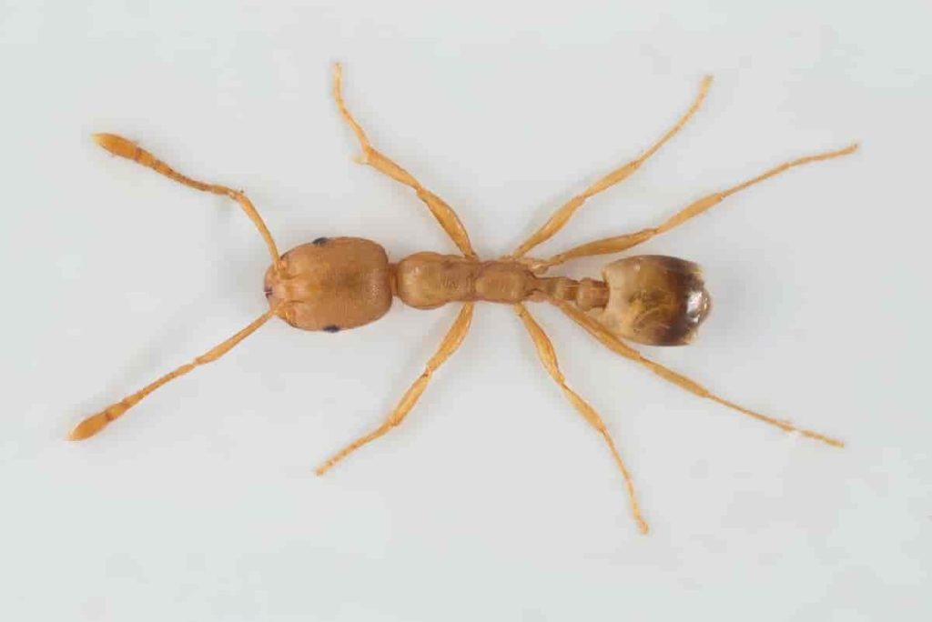 pharaoh ant