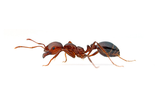 FIRE ANT (SOLENOPSIS)