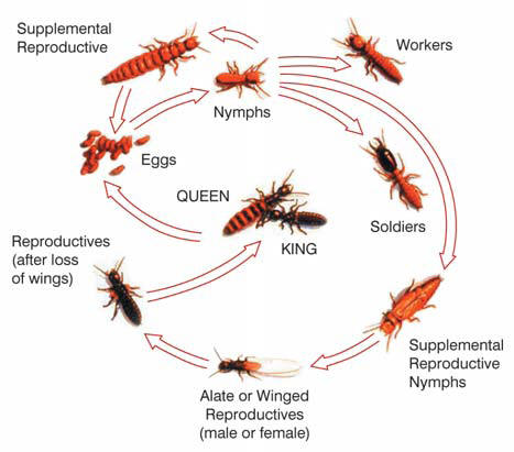 termite colony