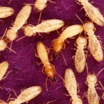 termites image 150x150