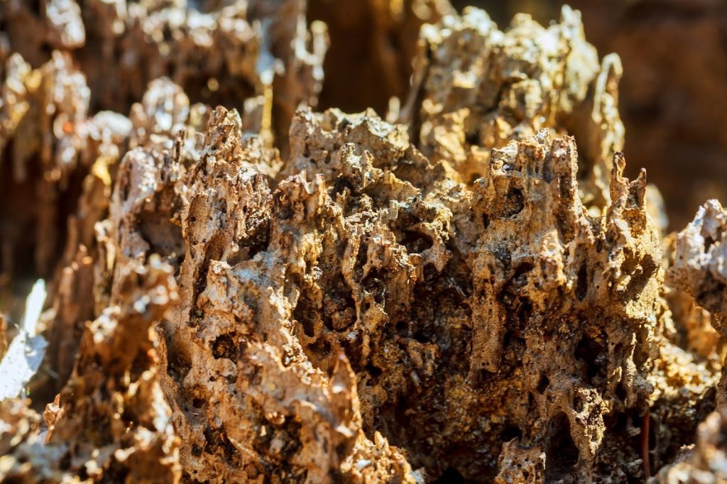 A rotting tree, decay due to termites -- Termite swarm season