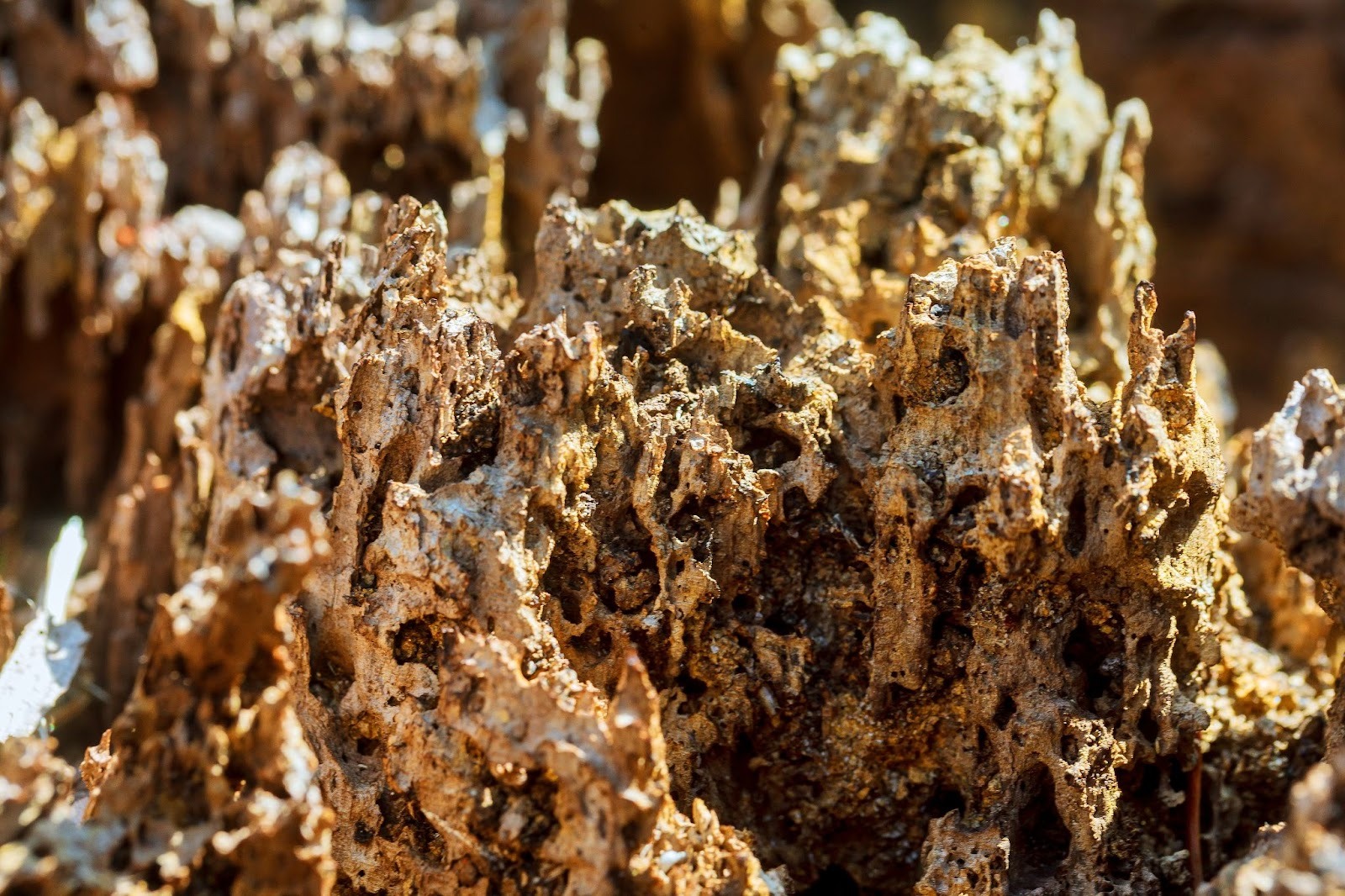 A rotting tree, decay due to termites -- Termite swarm season