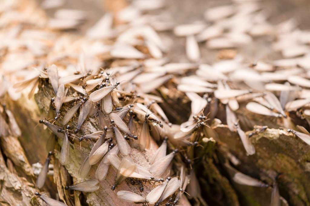 Control The Swarm: What To Do About Termites In Roanoke, VA Winged, alate, reproductive caste of a European termite -- Termite Swarm Season