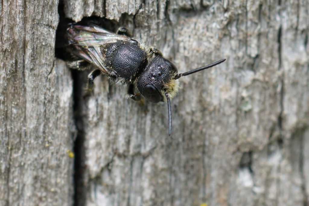 Don’t let bugs live in your home rent-free --real estate pest inspection Roanoke
