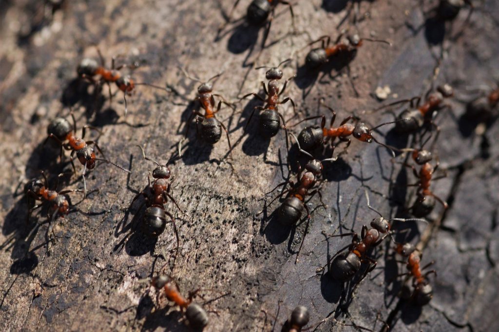 Protect your home from WDI--real estate pest inspection Roanoke