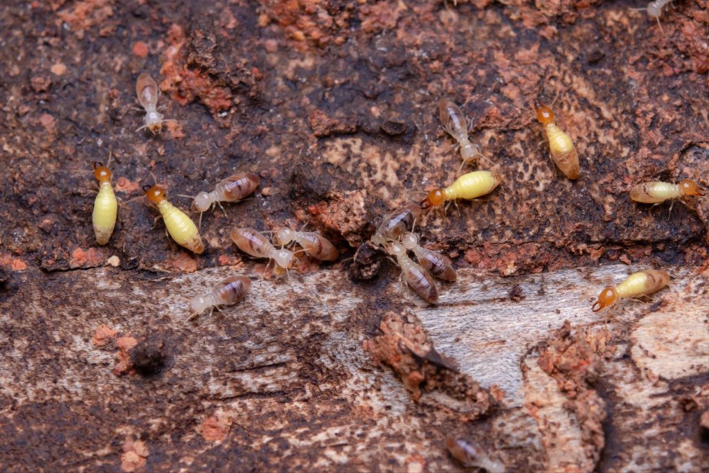 Control Moisture In Roanoke Before It Controls You Termites munch a piece of rotting wood-- the importance of moisture control Roanoke VA