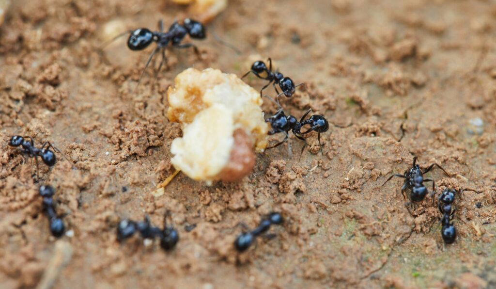 Summer ant control in Roanoke, VA, is a Sisyphean task.