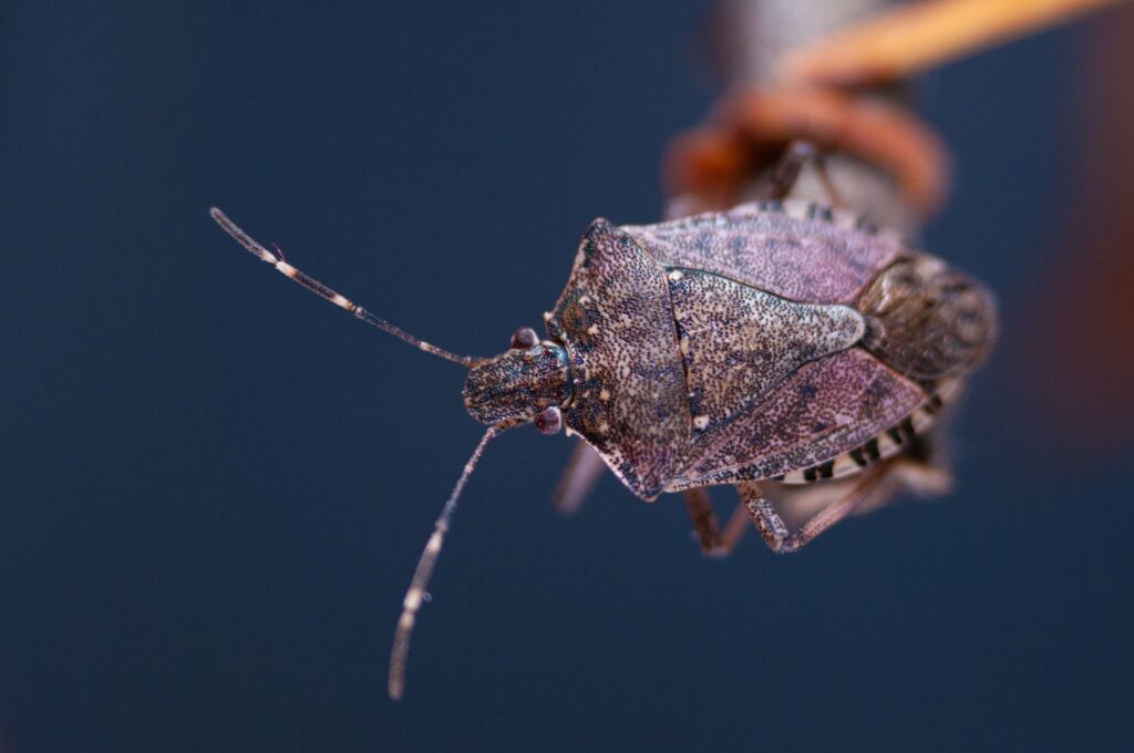 Stink bug prevention in Roanoke, VA, is the key to reclaiming your home this fall. 